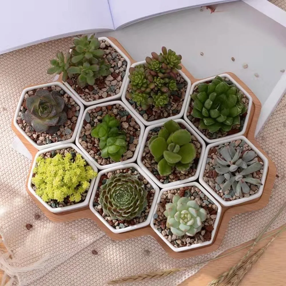 Small Ceramic Hexagon 10 PCS Succulent Pot with Bamboo Tray Mini Assorted Artificial Cactus Plants Faux Cacti Assortment White Pots Bl21946