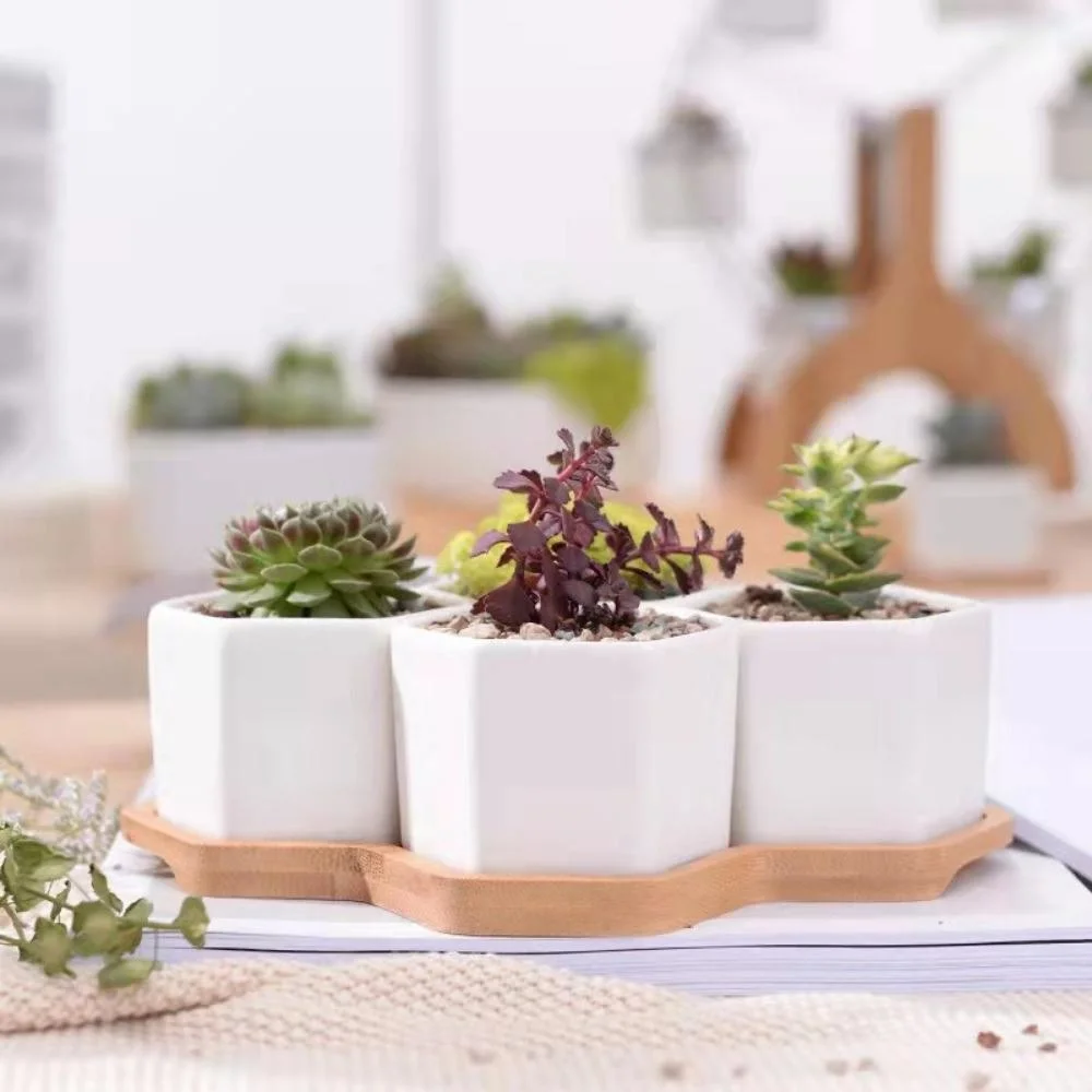 Succulent Ceramic Small Hexagon Pot with Bamboo Tray Mini Assorted Artificial Cactus Plants Faux Cacti Assortment in Square White Pots Wyz21945