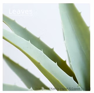Factory Hot Sell Artificial Potted Plants Decorative Lifelike Agave Green Plants