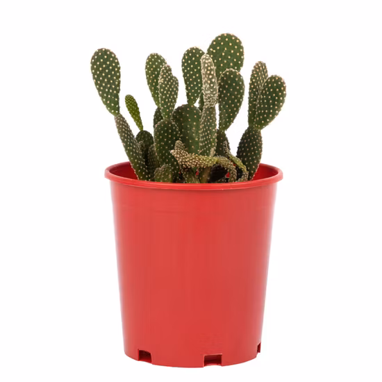 Round Plastic Succulent Cactus Gallon Bonsai Nursery Garden Pot